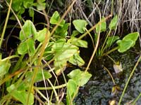 arrow-leaved-marigold